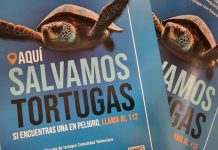 El Consell de Formentera se suma a la campaña de la Fundación Oceanográfico para salvar a las tortugas marinas Campaña rescate tortugas marinas