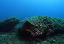 La Conselleria balear de Agricultura, Pesca y Medio Natural edita el Quadern de Natura núm. 35 «DAPERA. Dades de peixos rars de les Illes Balears» Mantelina
