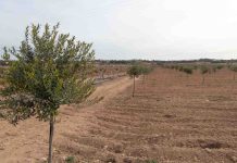 El Consell de Formentera da luz verde a la licitación de la almazara como infraestructura clave para los productores de aceite de oliva de la isla Olivos