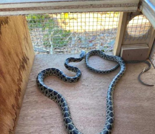 Medio Natural captura un total de 889 ejemplares de serpientes invasoras en Formentera durante la campaña 2023 serpiente