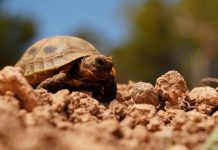 Los centros de recuperación de fauna silvestre de Baleares atendieron a más de 6.700 animales durante el 2023 Tortuga mora