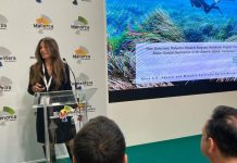 El efecto de las cremas solares en las praderas de posidonia