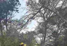 Bomberos de Formentera e Ibanat realizan prácticas para la prevención de incendios Bomberos e Ibanat de prácticas en es Pujols