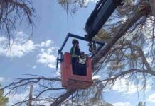 Retirada de una rama caída que cortaba el paso de vehículos en cala Saona bOMBEROS