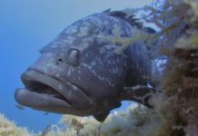 El Govern fija las cuotas máximas diarias para la pesca recreativa de algunas especies de peces con el objetivo de conservar los recursos marinos de las Islas Baleares Govern balear
