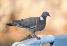 El Consell inicia la ‘media veda’ para controlar la superpoblación de palomas torcaces y proteger los cultivos de Formentera Paloma torcaz