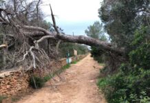 Actuaciones de los Bomberos de Formentera por el episodio de fuertes vientos el fin de semana Temporal viento