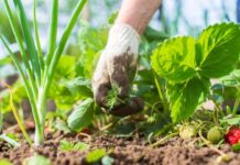 El Consell de Formentera obri una nova convocatòria d’ajudes al sector agrícola i ramader amb 55.000 euros Agricultura