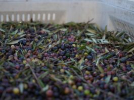 Formentera pone en marcha su almazara e iniciará la primera campaña de elaboración de aceite el 30 de septiembre