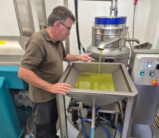 Formentera afronta la primera campaña de elaboración de aceite con una almazara al servicio de los productores de la isla La almazara de Formentera ya se encuentra en pleno funcionamiento