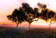 Torna una nova edició del concurs de fotografies Beni Trutmann