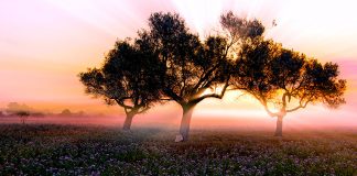 Dia 7 d’abril finalitza el plaç per presentar les fotografies al concurs Beni Trutmann