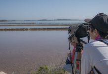 Avistament d’aus a Ses Salines, un lloc amb història i vida, molta vida