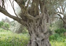 Formentera da negativo en «xylella fastidiosa»