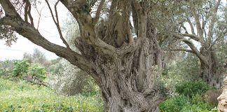 El Consell de Formentera impulsa una nueva edición de los cursos de formación agraria para 2026