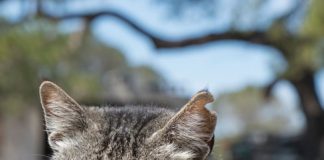 El Consell niega acciones para la caza de perros y gatos asilvestrados