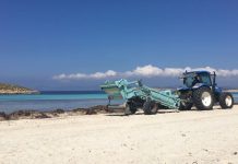 El Consell retira 5.000 metros cúbicos de posidonia de las playas y la ofrece para usos tradicionales