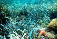 L’Informe Mar Balear demostra l’impacte positiu de la protecció marina