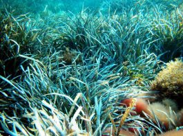 L’Informe Mar Balear demostra l’impacte positiu de la protecció marina