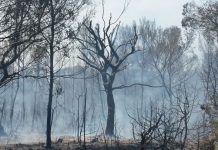 IBANAT confirma que s’han cremat 14 hectàrees a Es Cap de Barbaria