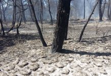 Torna a revifar un petit punt de l’incendi de Cala Saona