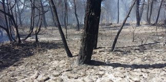 Torna a revifar un petit punt de l’incendi de Cala Saona