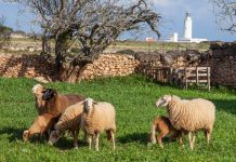 El Consell de Formentera recuerda la obligatoriedad de presentar la Declaración Anual del censo ganadero