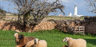 El Fondo de Garantía Agraria y Pesquera de las Islas Baleares abona 5,5 millones de euros en ayudas al sector primario