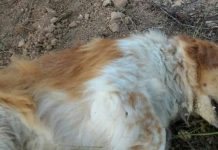 Acción Francisco Formentera denuncia la mort violenta de dos cans a Ca Marí