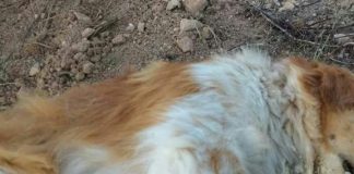 Acción Francisco Formentera denuncia la mort violenta de dos cans a Ca Marí