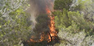 Charla para informar de las ayudas económicas del Govern para prevenir incendios forestales incendio forestal