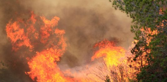 Formentera acoge una jornada abierta sobre prevención de incendios y ayudas para trabajos forestales