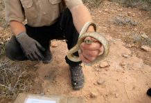 5.081 serpientes invasoras capturadas en las Pitiusas desde 2016