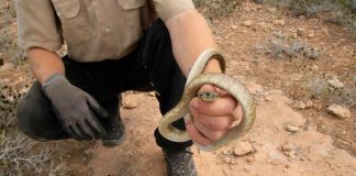 5.081 serpientes invasoras capturadas en las Pitiusas desde 2016
