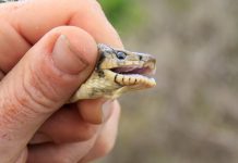 El COFIB recibe más de 500 comunicaciones de especies invasoras gracias a la aplicación Línea verde