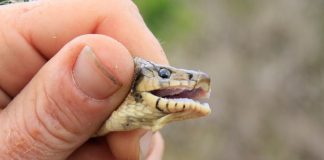 El COFIB recibe más de 500 comunicaciones de especies invasoras gracias a la aplicación Línea verde