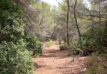 Las Islas Baleares, pioneras en una metodología innovadora para medir y potenciar el carbono que almacenan sus bosques Bosque de Formentera