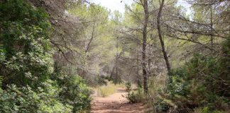 Las Islas Baleares, pioneras en una metodología innovadora para medir y potenciar el carbono que almacenan sus bosques Bosque de Formentera