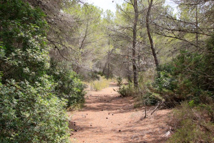 Bosque de Formentera