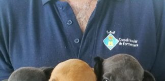 El abandono de animales, una mala costumbre veraniega