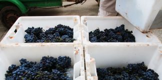 Los vinos de calidad diferenciada de Balears logran la producción más alta de la historia con 63.548 hectolitros, un 14,2% más que el 2021