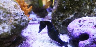 Vellmarí suspende su proyecto de reproducción de caballitos de mar en cautividad