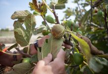 Formentera oferta 6 cursos gratuitos para el sector agrícola y ganadero de la isla higuera