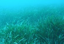 El Servicio de vigilancia de la posidonia inicia la cuarta campaña en Baleares