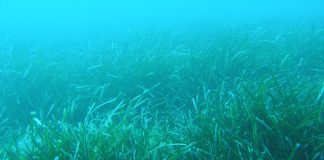Formentera acogerá un encuentro internacional que pretende perfilar una hoja de ruta hacia una política europea de conservación de la posidonia