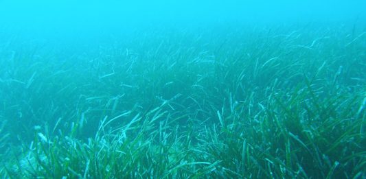 Medio Ambiente habilita el Teléfono Posidonia y la app para consultar la cartografía completa