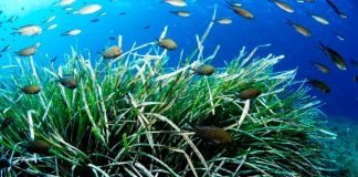 El plazo de presentación de proyectos para el Save Posidonia Project termina el 22 de febrero