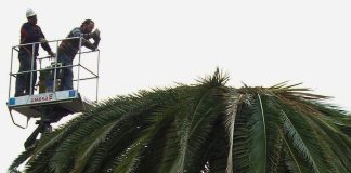 Comienza el período de poda de palmeras