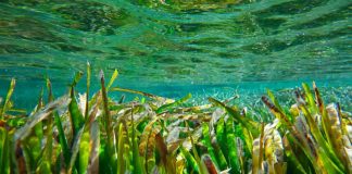El Save Posidonia Project ha recaudado más de 130.000 euros