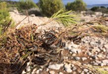 El Servicio de Sanidad Forestal inicia la eliminación de bolsas de procesionaria del pino en Ibiza y Formentera Procesionaria del pino